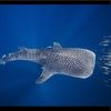 kwhaleshark